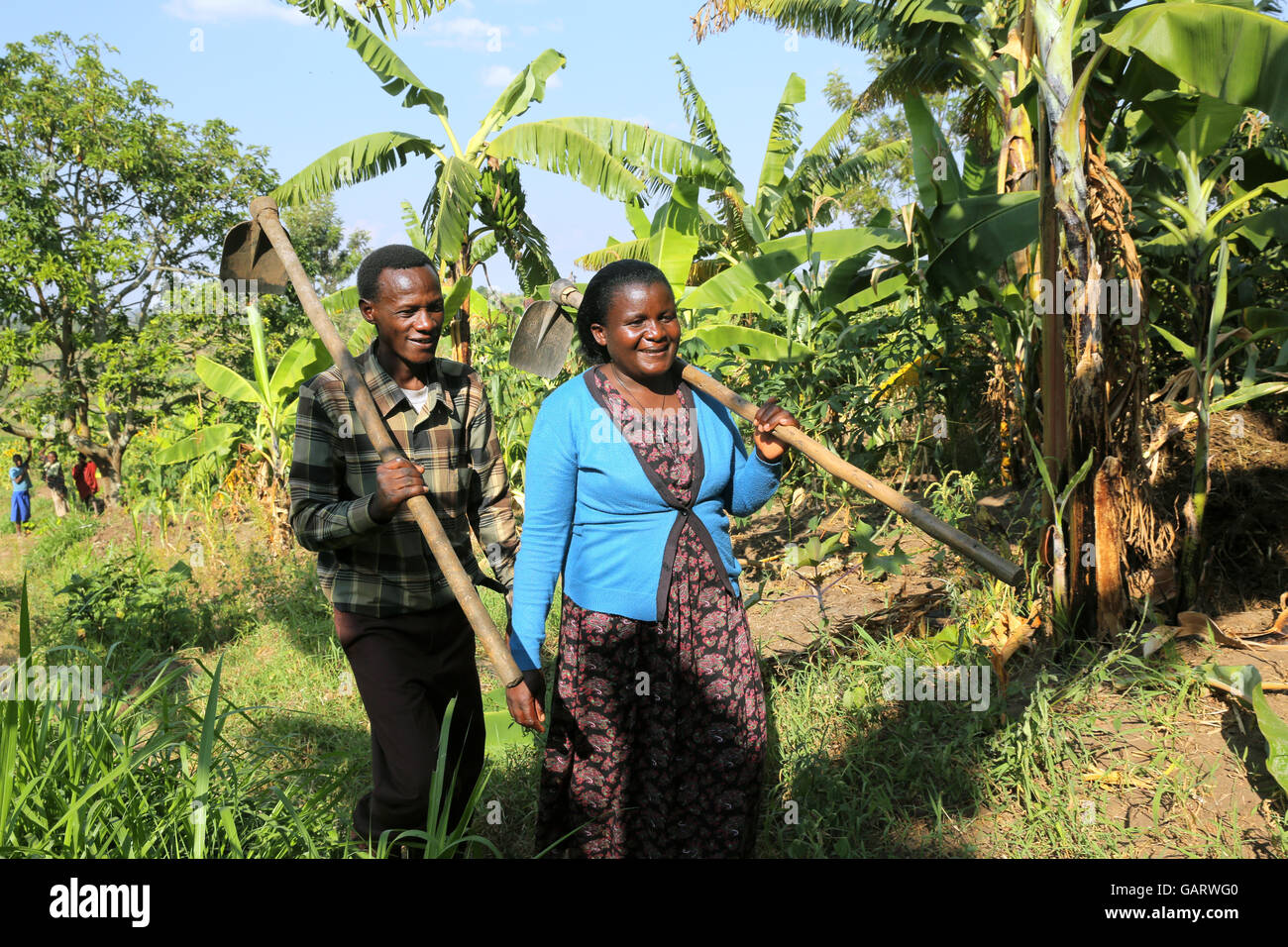 Farmer couple dans la bananeraie au Rwanda, l'Afrique Banque D'Images