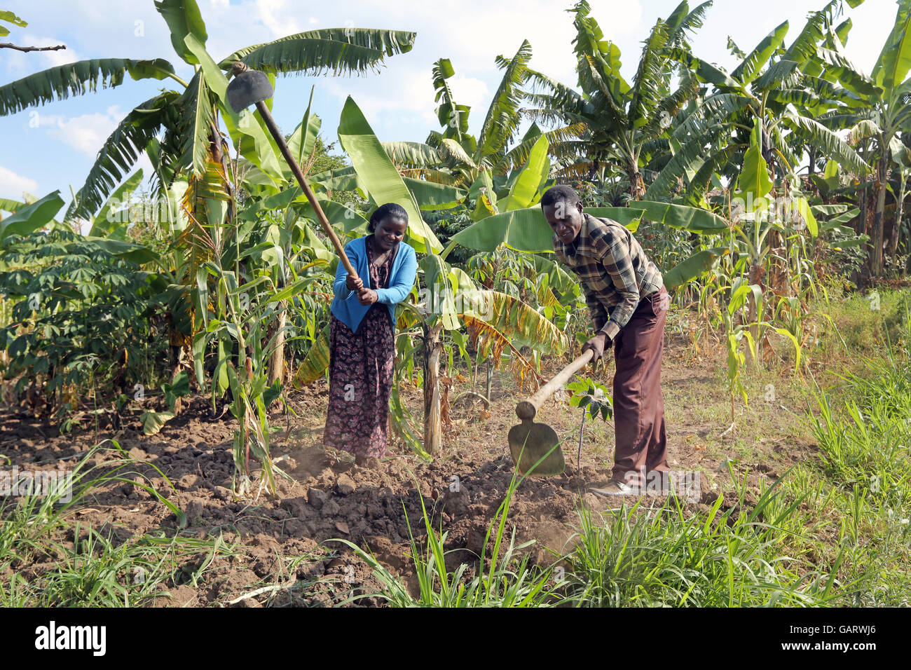Farmer couple dans la bananeraie au Rwanda, l'Afrique Banque D'Images