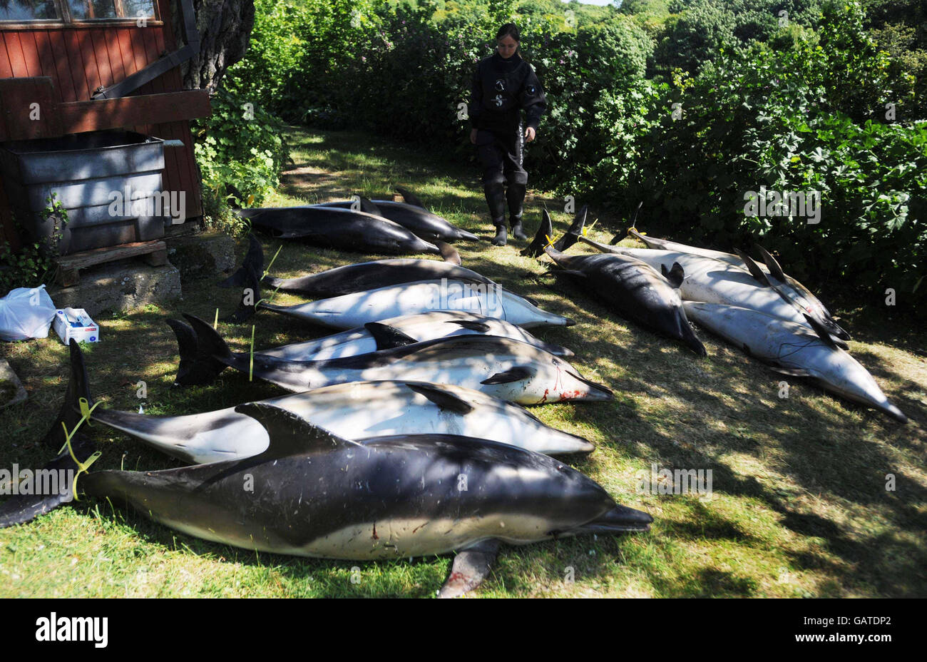 Plusieurs dauphins morts sur la rive de la rivière Percuil, près de Falmouth, en Cornouailles. Au moins 21 dauphins sont morts aujourd'hui après s'être retrouvés bloqués dans la rivière. Banque D'Images