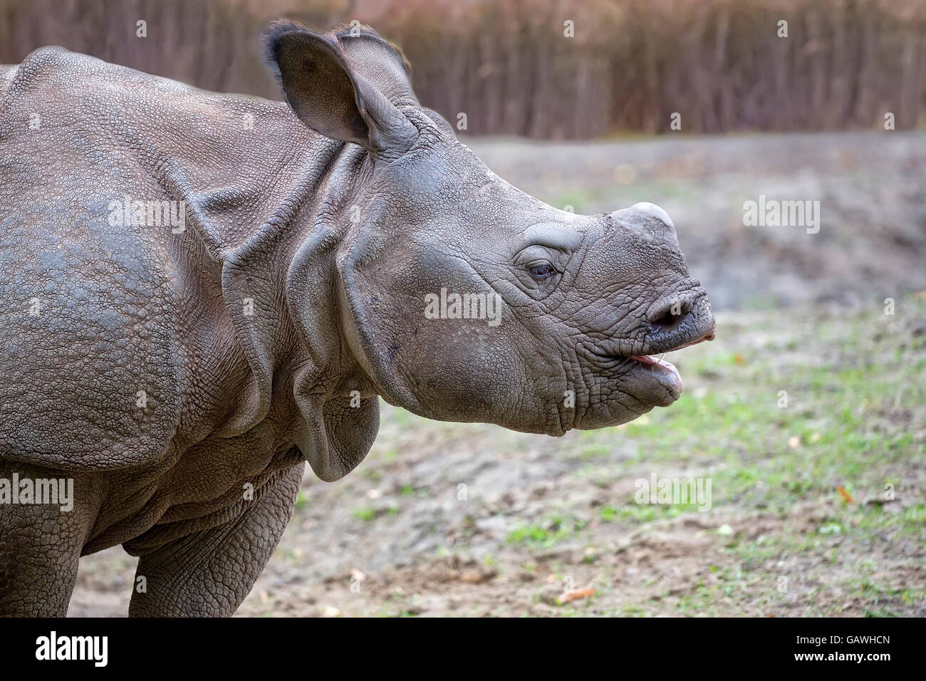 Rhino dans la nature, un portrait Banque D'Images