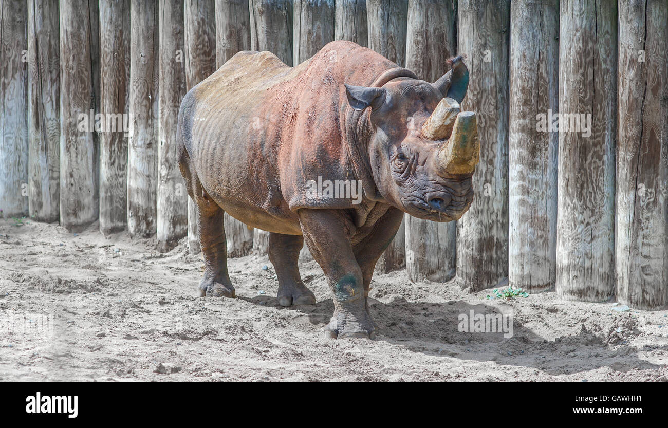 Scié les cornes de rhinocéros Banque D'Images