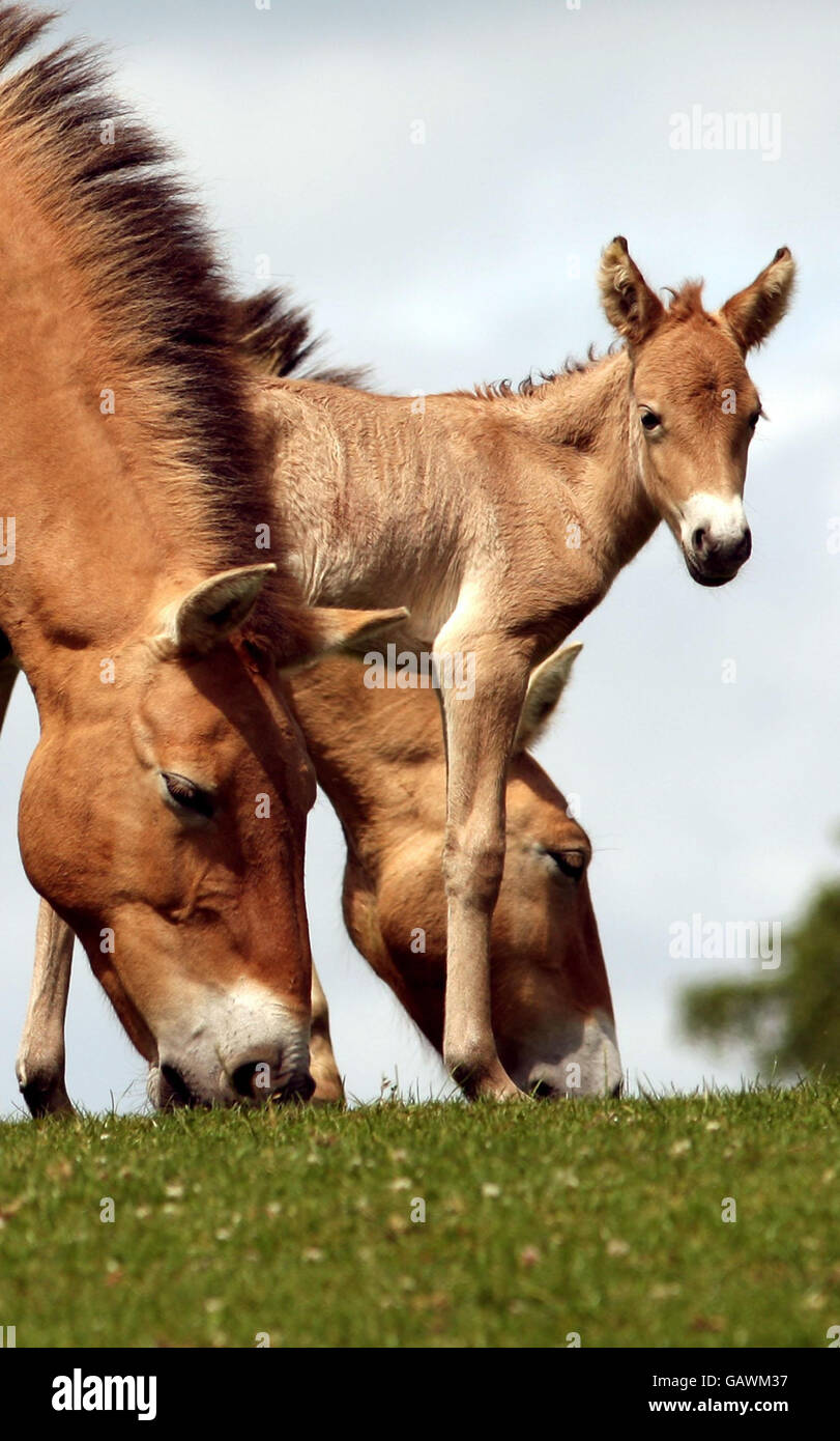 Un cheval poulain de deux jours de Przewalski, né au parc de safari de Woburn, à Woburn, dans le Bedfordshire. Banque D'Images