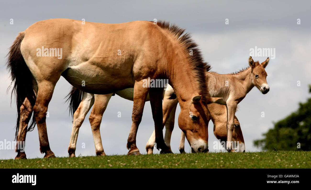 Pzewalski cheval foal au Woburn Safari Park.Un cheval poulain de deux jours de Przewalski, né au parc de safari de Woburn, à Woburn, dans le Bedfordshire. Banque D'Images