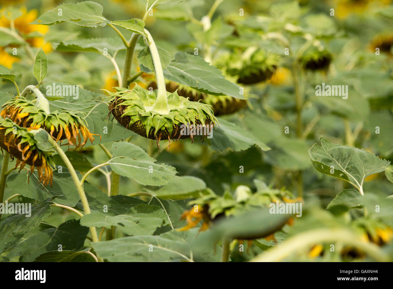 Tournesol sur fond de champ Banque D'Images