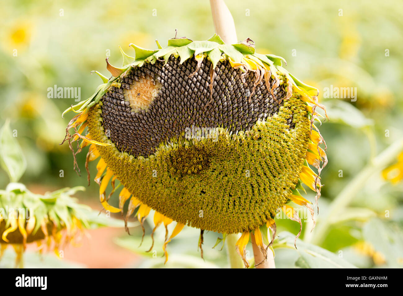 Tournesol sur fond de champ Banque D'Images