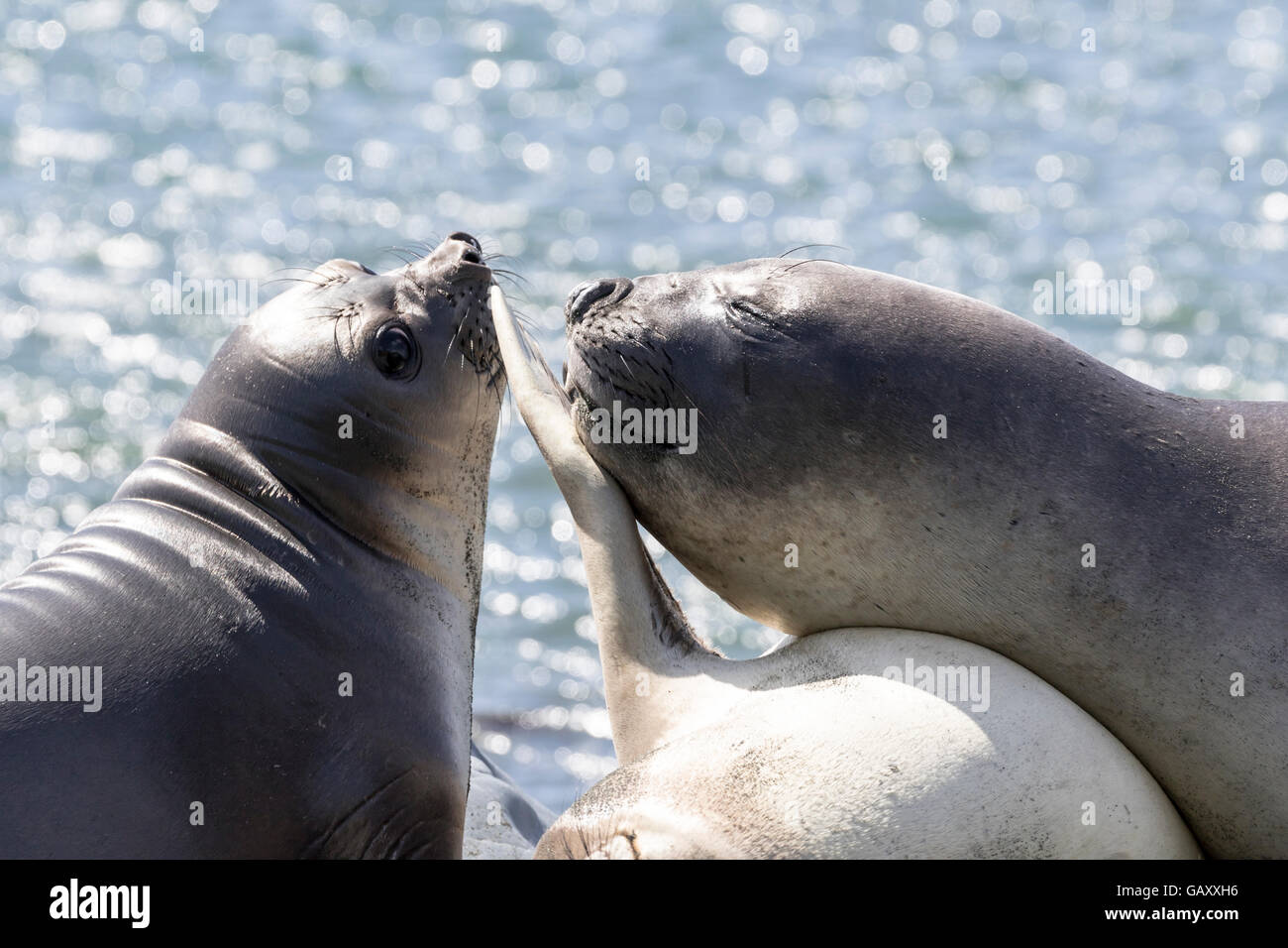 Trois porcelets sevrés à l'éléphant de l'île Macquarie, sub-antarctiques Australiennes Banque D'Images