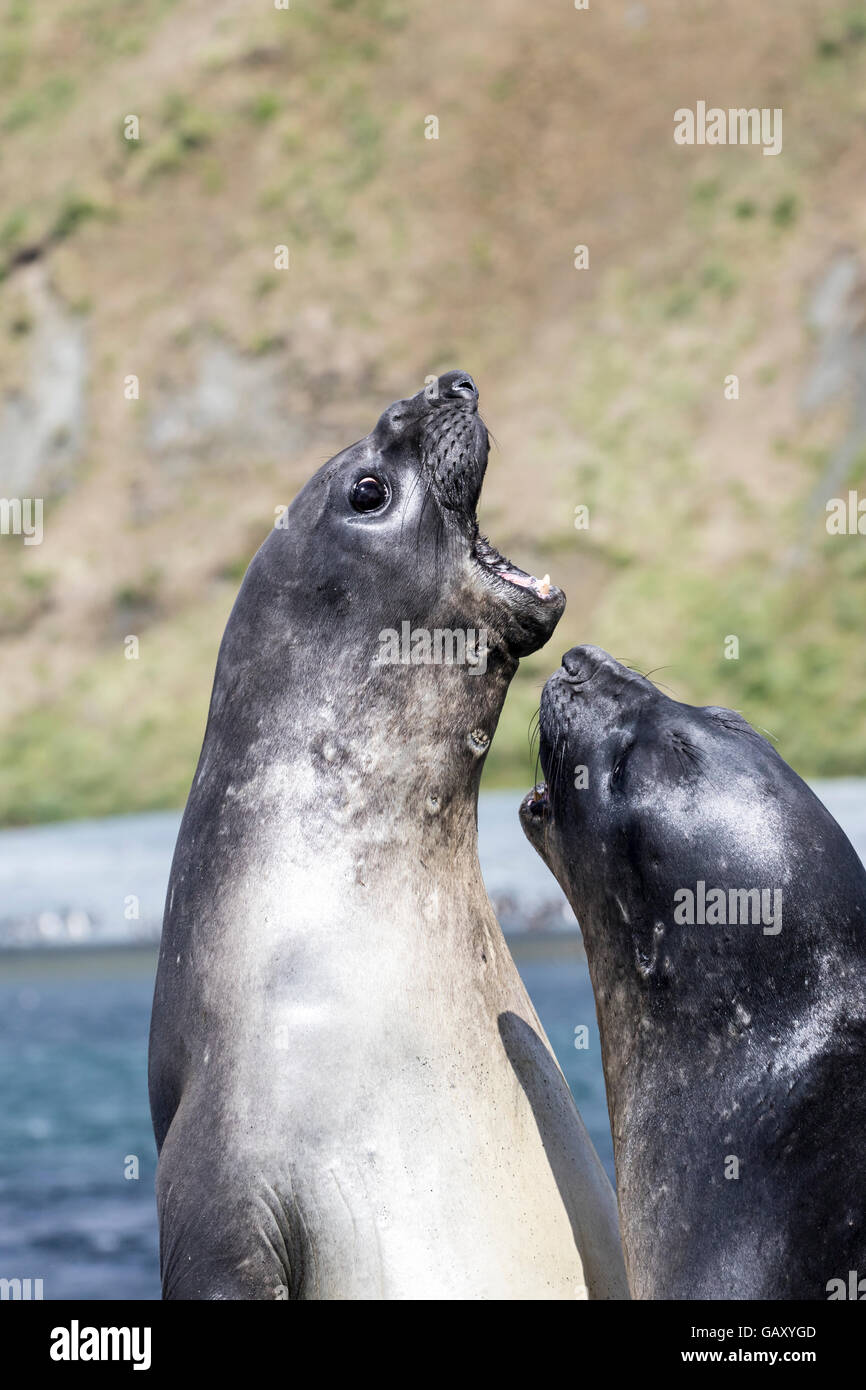 Deux hommes l'éléphant de combat à l'île Macquarie, sub-antarctiques Australiennes Banque D'Images