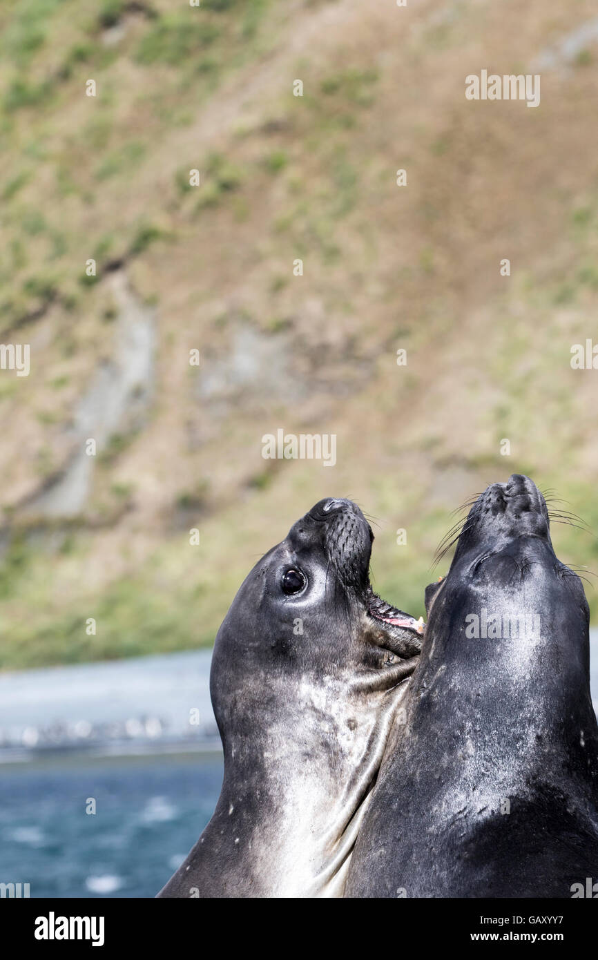 Deux hommes l'éléphant de combat à l'île Macquarie, sub-antarctiques Australiennes Banque D'Images