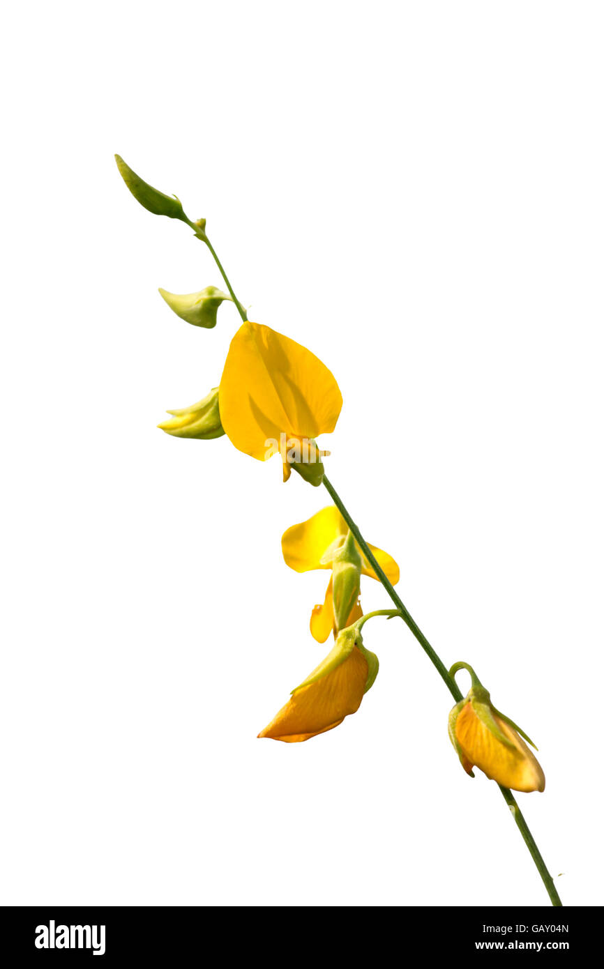Sunhemp Crotalaria juncea fleurs(champ) Banque D'Images