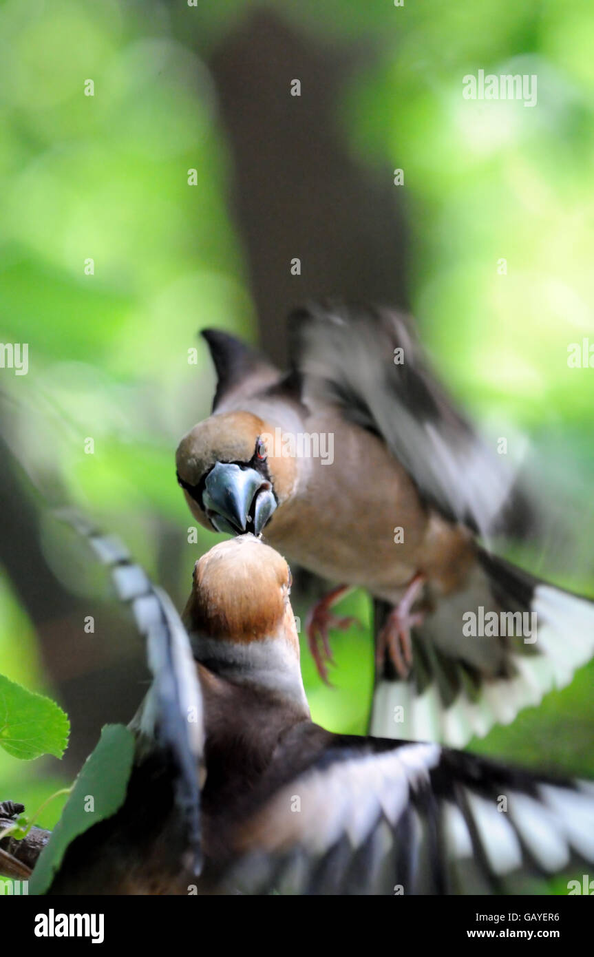 Deux hawfinches (Coccothraustes coccothraustes) bataille en vol. La région de Moscou, Russie Banque D'Images