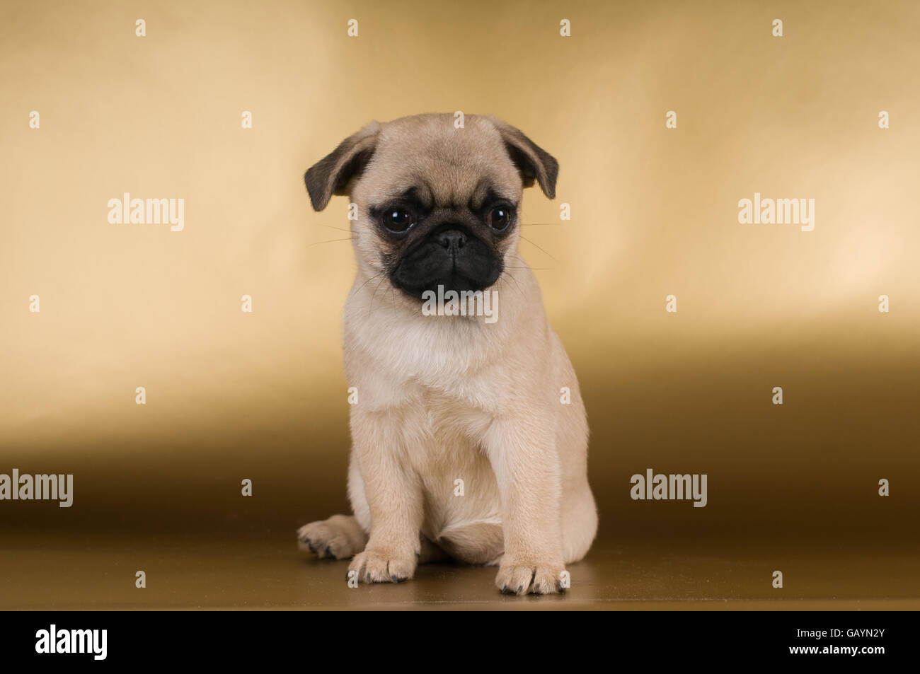 Chiot Pug sur fond doré Banque D'Images