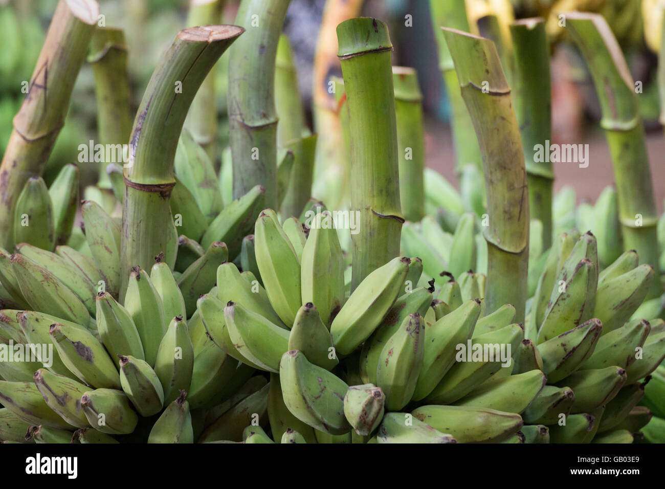 Une grande boutique de bananes dans un marché près de la ville de Yangon au Myanmar en Southeastasia. Banque D'Images