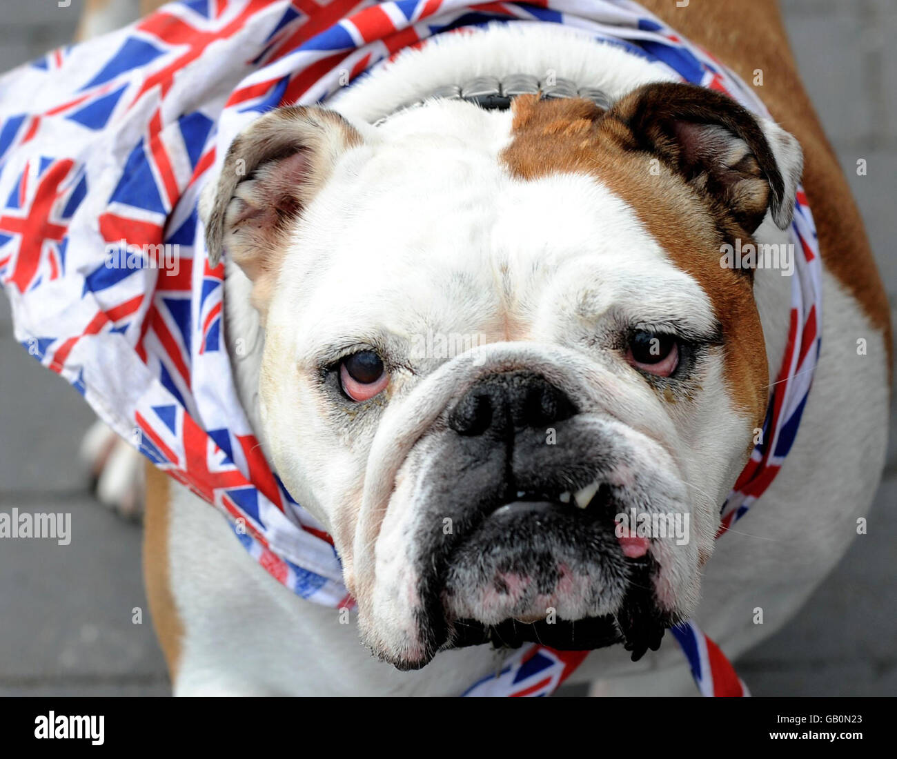 Molly, un Bulldog britannique, se rafraîchit avec un peu d'eau alors qu'elle se promenait à Middlesbrough, aujourd'hui. Banque D'Images