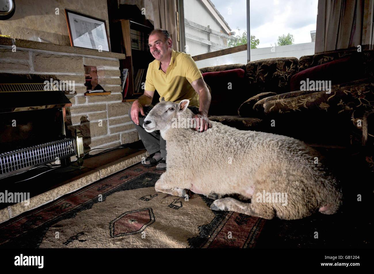 David Palmer avec des moutons Chevrot du Nord de trois ans, Nick Boing, chez lui à Cardiff, au pays de Galles. Banque D'Images