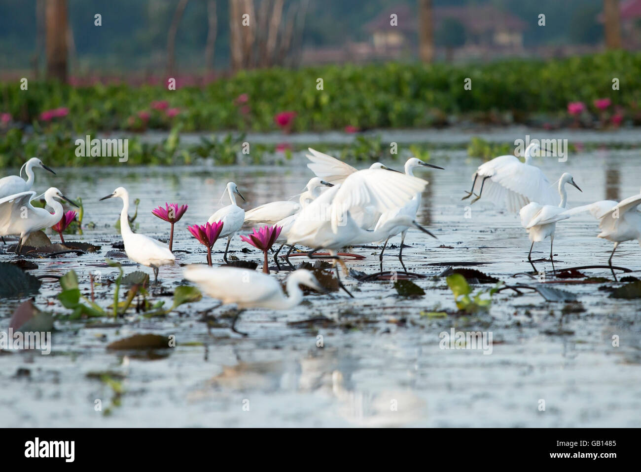 Des bandes d'Aigrette sur le lac Thale Noi, Phatthalung, Thaïlande. Banque D'Images