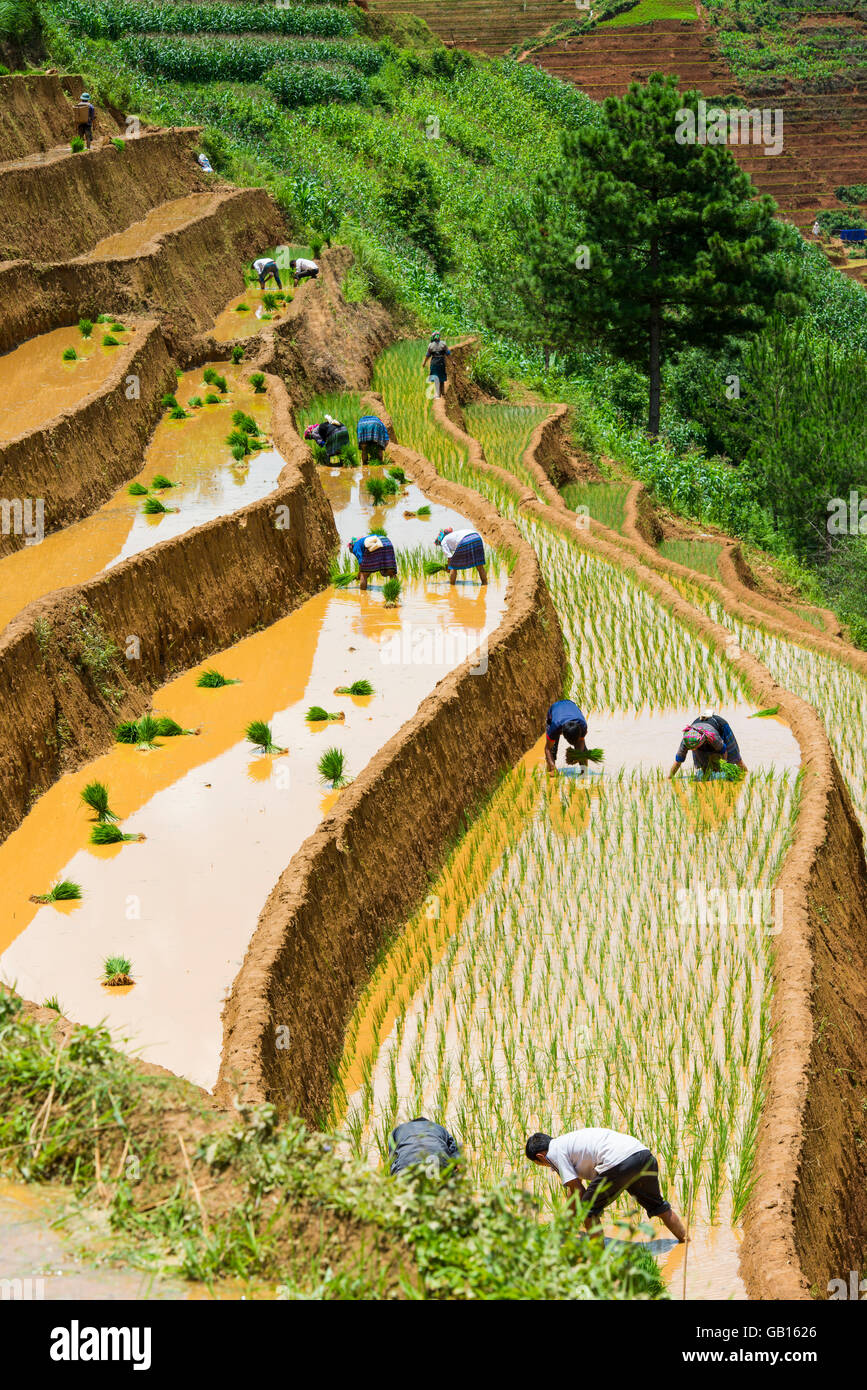 La culture du riz dans la région de Mu Cang Chai, Yen Bai, Vietnam Banque D'Images