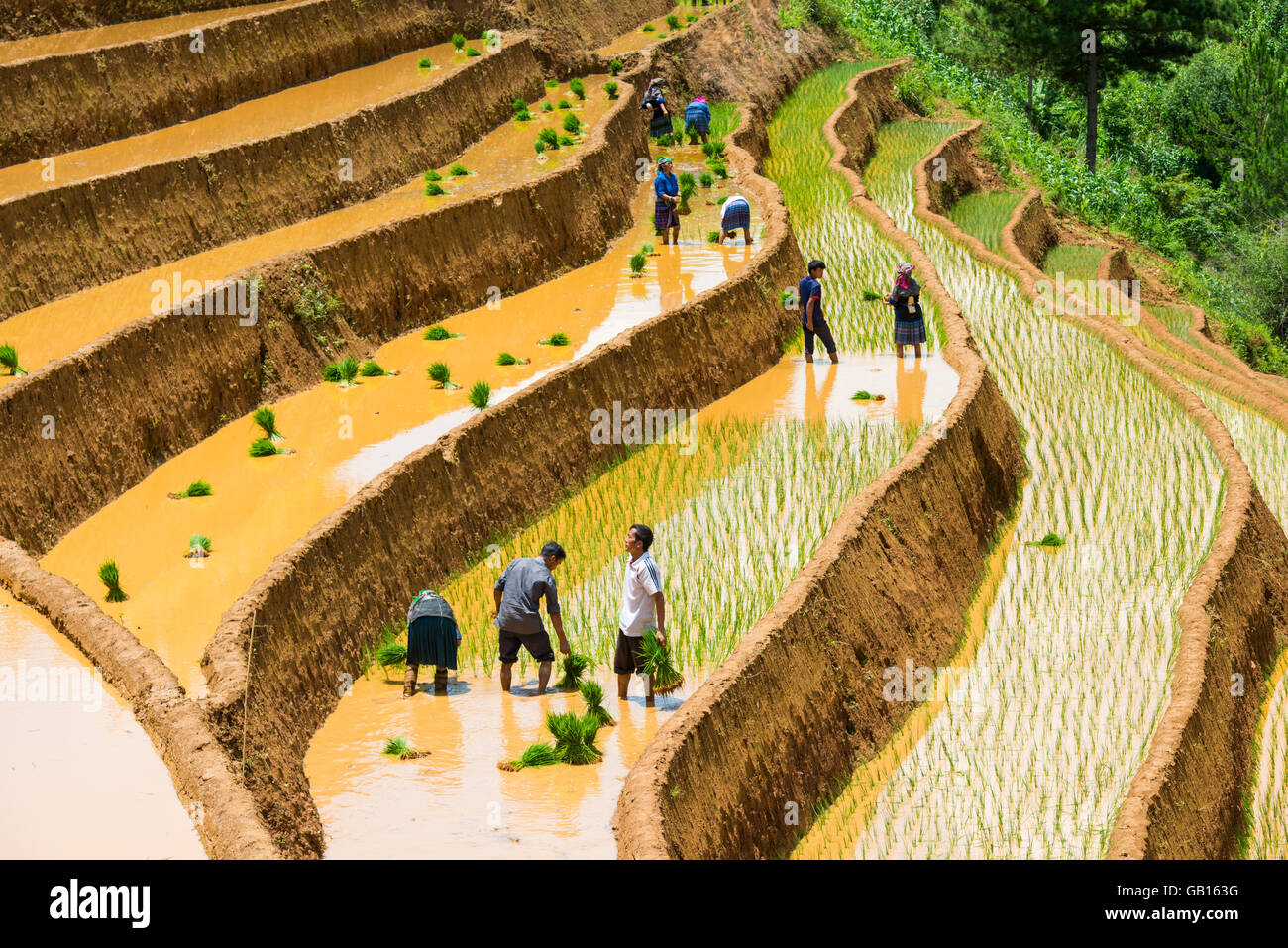 La culture du riz dans la région de Mu Cang Chai, Yen Bai, Vietnam Banque D'Images