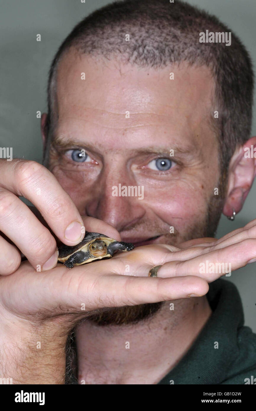 Andy Carbin avec une tortue chinoise en voie de disparition qui est née au zoo de Bristol. Banque D'Images