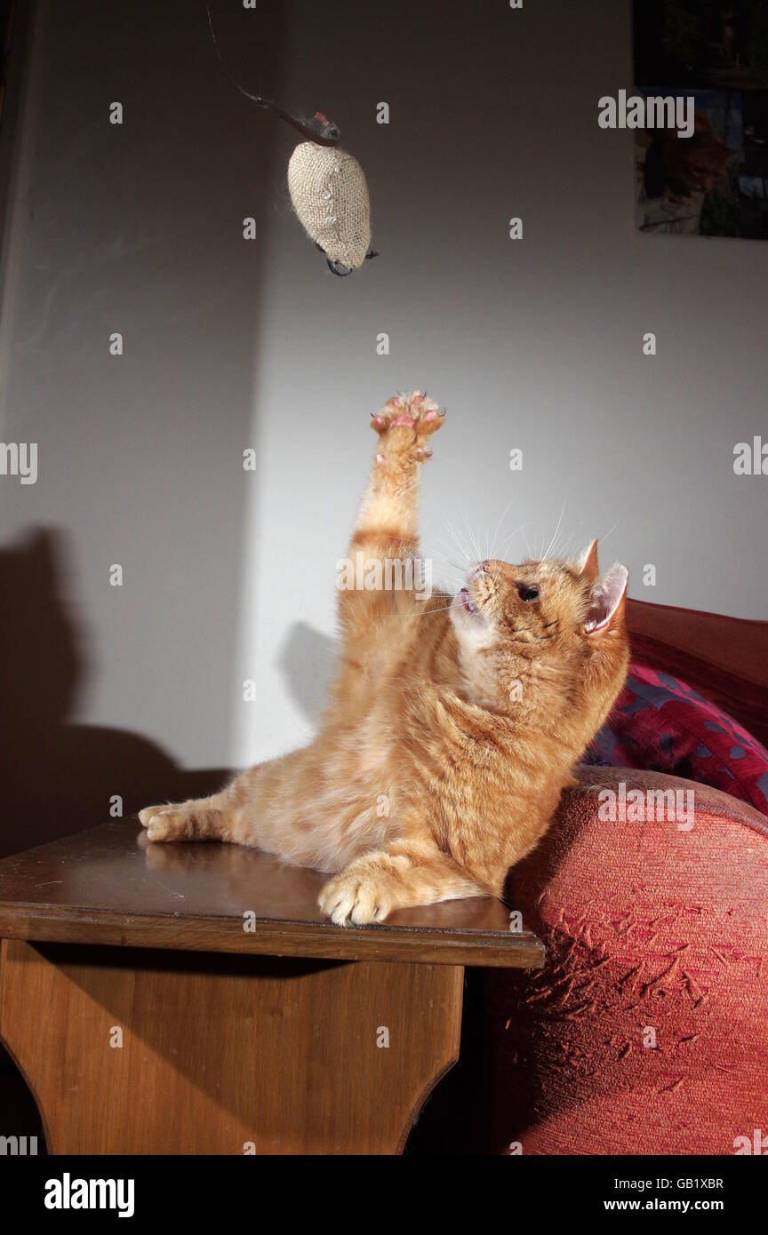 Le gingembre chat jouant avec la souris jouet Banque D'Images
