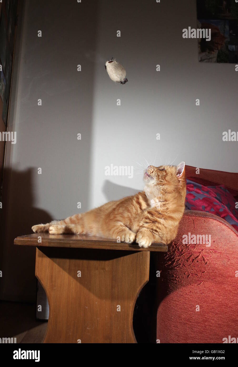 Le gingembre chat jouant avec la souris jouet Banque D'Images