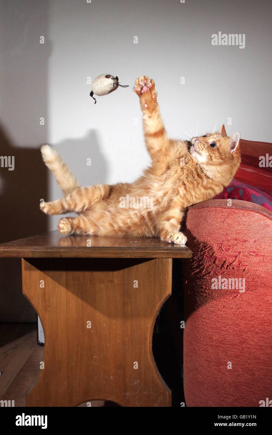 Le gingembre chat jouant avec la souris jouet Banque D'Images