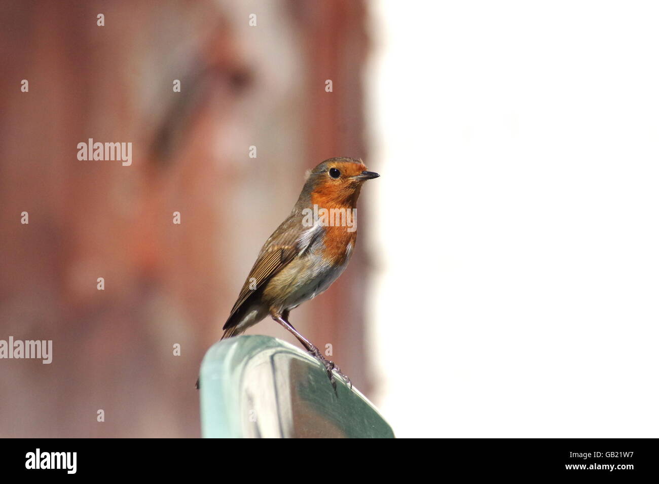 Robin sur chaise de jardin Banque D'Images