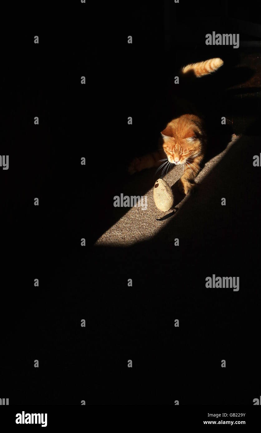 Le gingembre chat jouant avec la souris jouet Banque D'Images