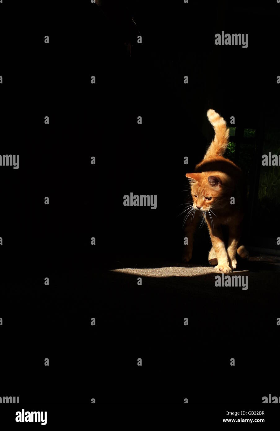 Le gingembre chat jouant avec la souris jouet Banque D'Images