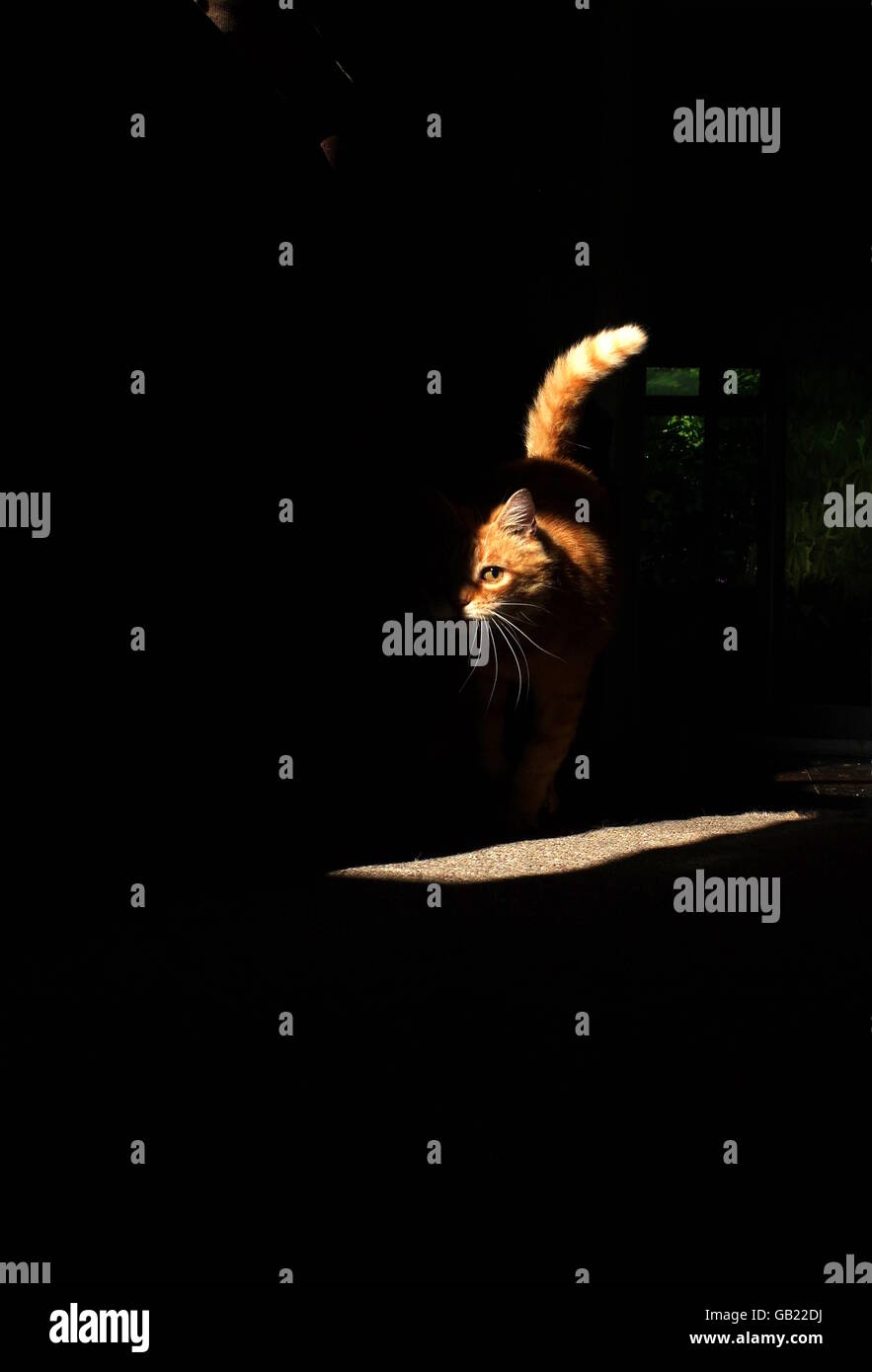 Le gingembre chat jouant avec la souris jouet Banque D'Images