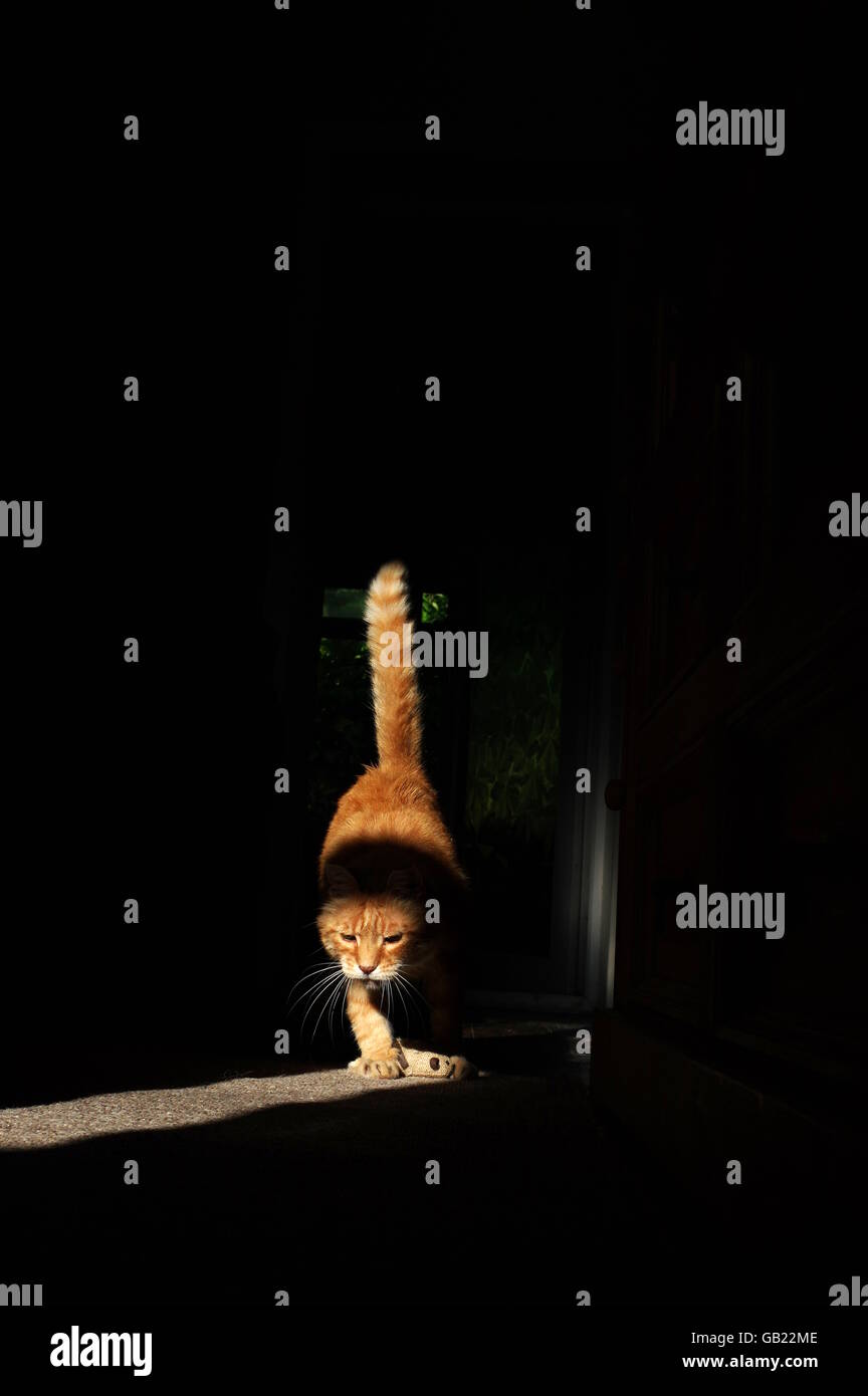 Le gingembre chat jouant avec la souris jouet Banque D'Images