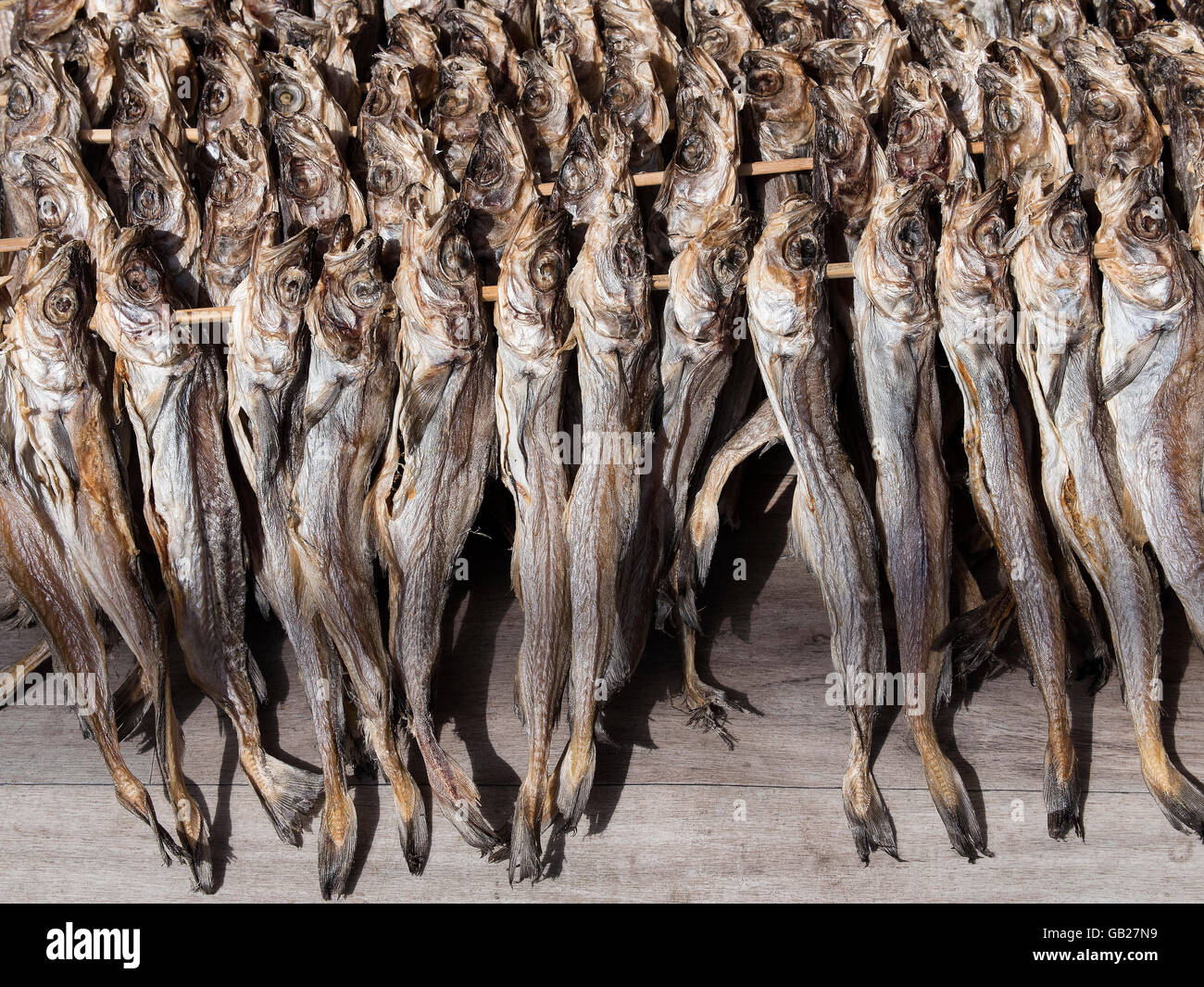 Le séchage du poisson, port de Sokcho, province Gangwon, en Corée du Sud, Asie Banque D'Images