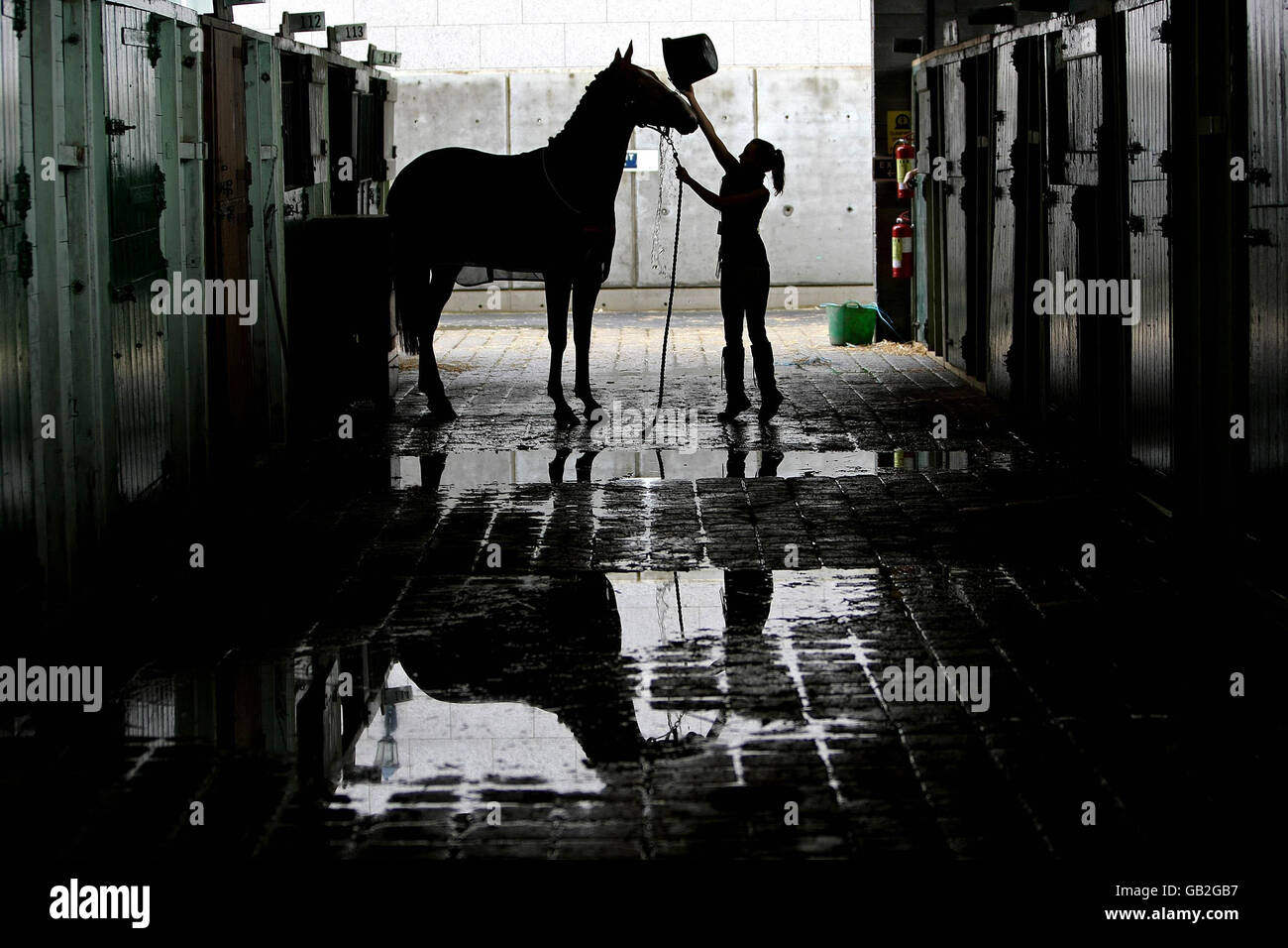 Nikki Collins prépare le cheval Tawnmoreredaleralerte au début du spectacle équestre de Dublin Failte Ireland qui s'ouvre dans les champs d'exposition RDS à Dublin. Banque D'Images