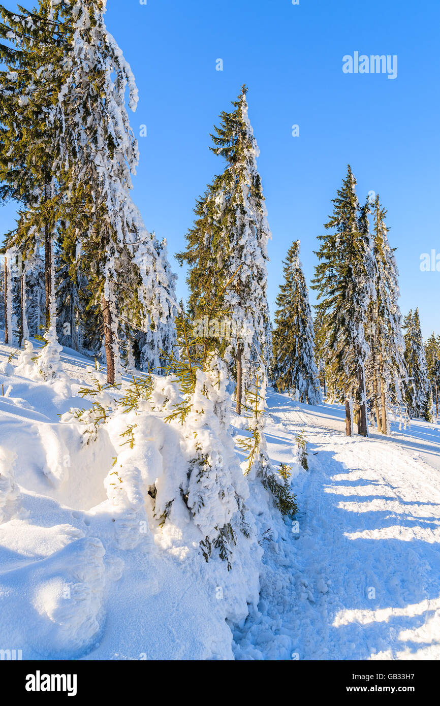 Sentier d'hiver après les chutes de neige fraîche dans les montagnes Gorce, Pologne Banque D'Images