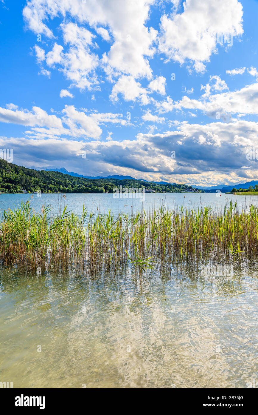 L'herbe verte dans l'eau du lac Worthersee en été, Autriche Banque D'Images