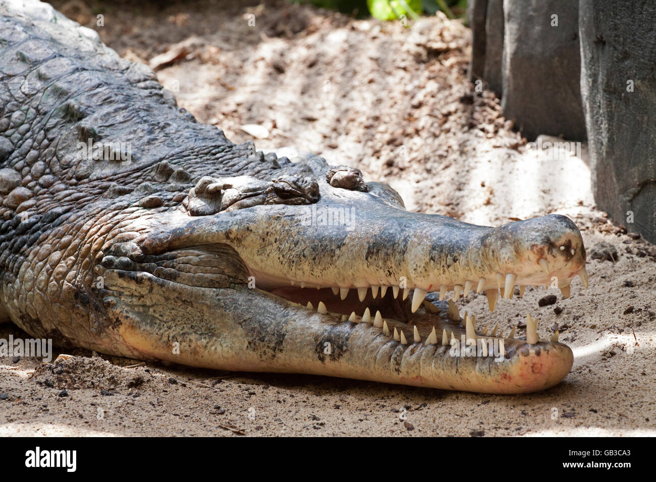 Bouche d'un grand crocodile dans le zoo. Banque D'Images