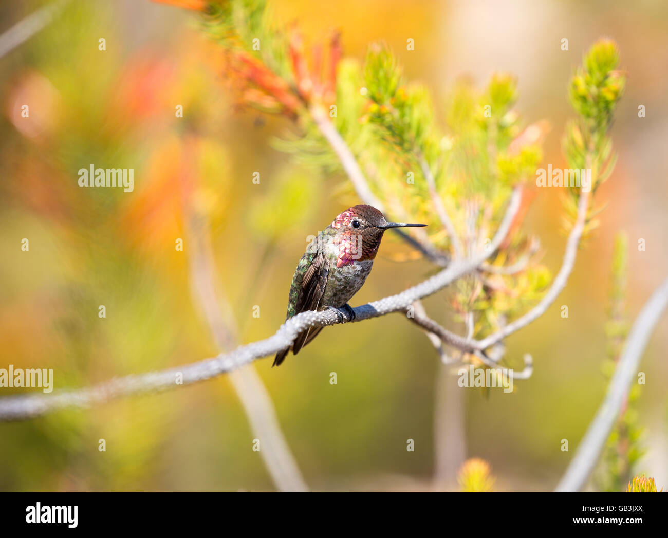 Anna's Hummingbird (Calypte anna) mâle adulte, perché sur un arbre Banque D'Images