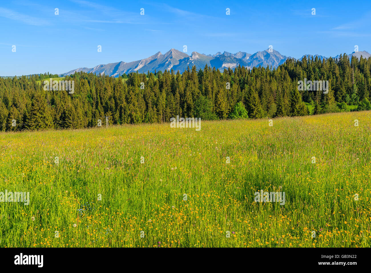 Fleurs Jaune sur vert prairie avec Tatry Bielskie montagnes en arrière-plan, Pologne Banque D'Images