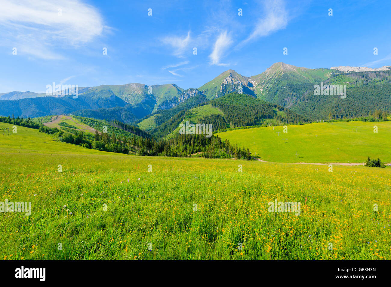Fleurs jaunes sur pré vert en été paysage de montagnes Tatras, Slovaquie Banque D'Images