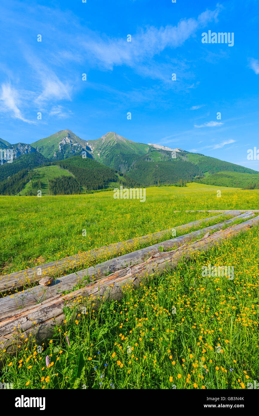 Bois de sciage sur vert prairie avec des fleurs en été paysage de montagnes Tatras, Slovaquie Banque D'Images