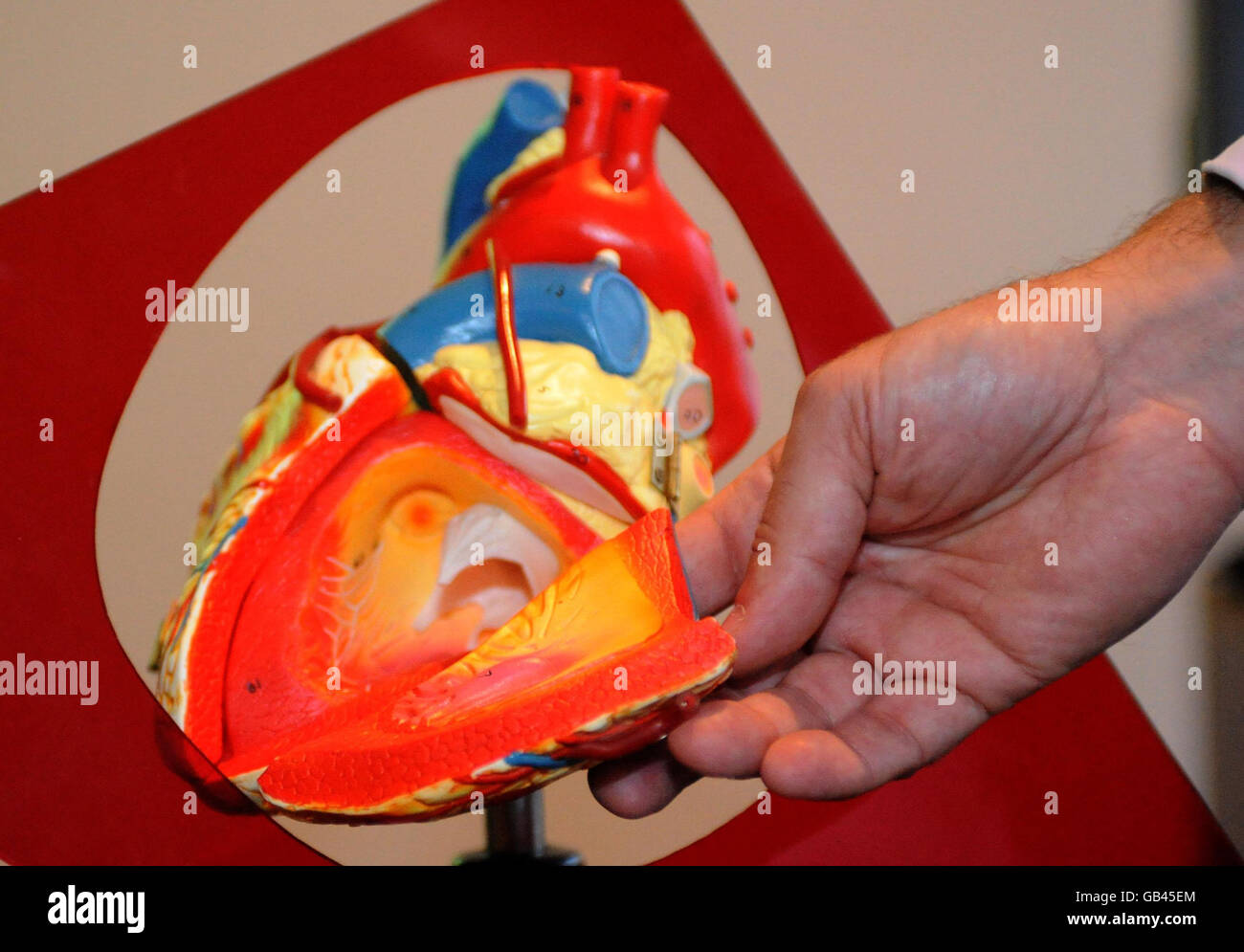 Consultant anesthésiste Dr Andrew Smith avec un modèle de démonstration traditionnel, au lancement de HeartWorks, le premier coeur virtuel pleinement fonctionnel, inventé pour aider à former les cardiologues et les médecins. Banque D'Images