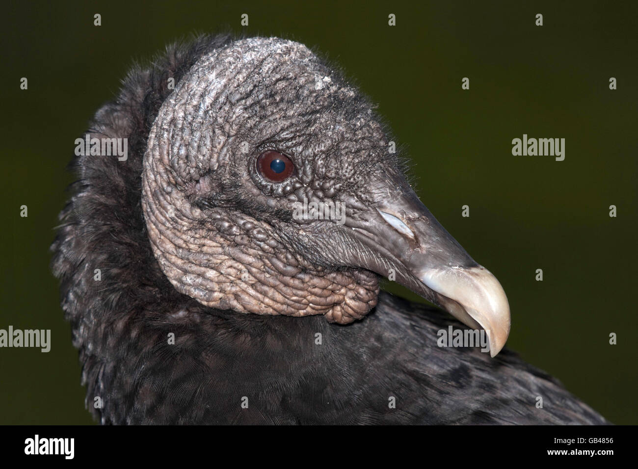 Un vautour noir pose pour un close-up. Banque D'Images Un vautour noir pose pour un close-up. Banque D'Images