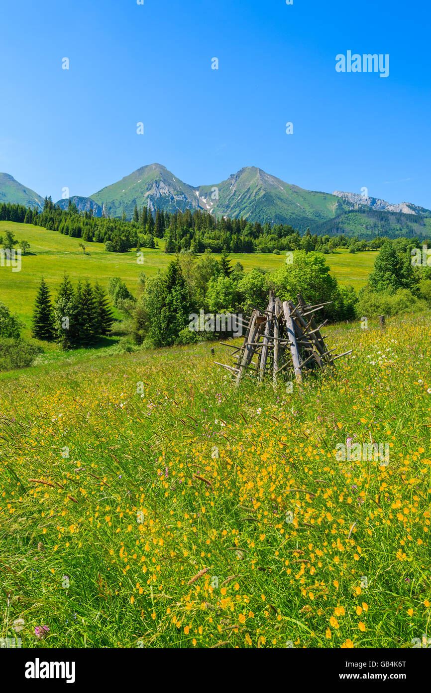 Fleurs colorées sur pré vert dans les montagnes Tatras, Slovaquie Banque D'Images