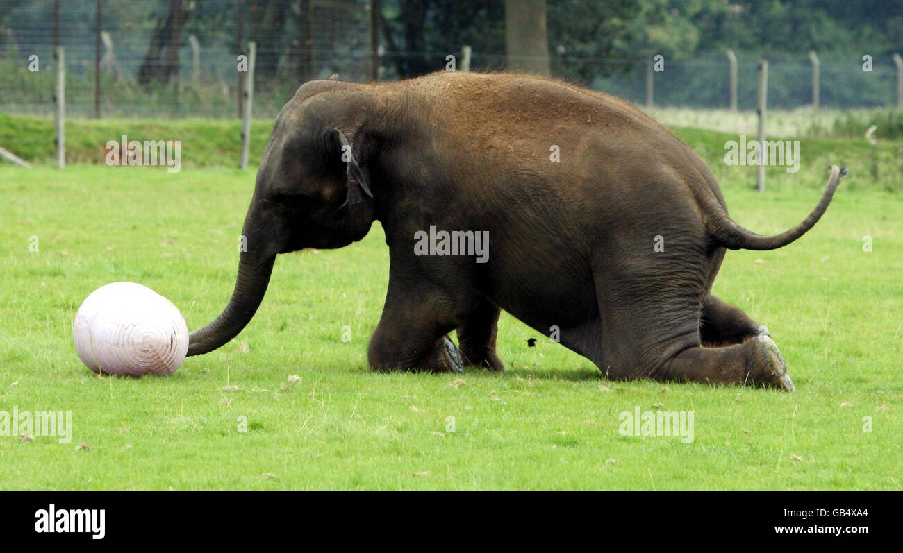 Euan, un éléphant d'Asie de quatre ans, au zoo de Whipsnade, dans le  Bedfordshire, joue avec une balle géante. Les éléphants peuvent sembler  lents et encombrants mais ils sont plus luxueux sur