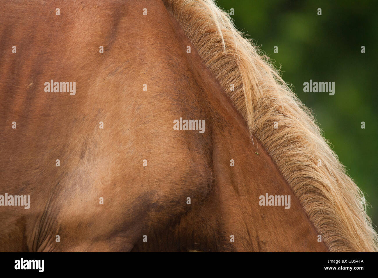 Un gros plan sur la crinière d'un des chevaux sauvages sur Shackelford Banks, NC Banque D'Images