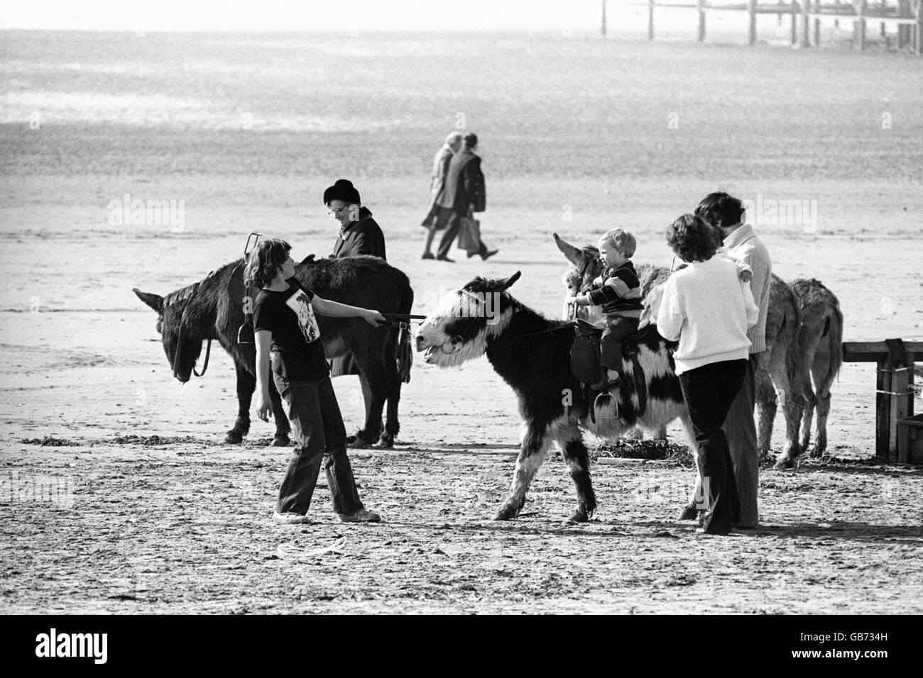 À l'approche de British Summertime, les ânes commencent à contrecœur leurs travaux pour l'été. Banque D'Images