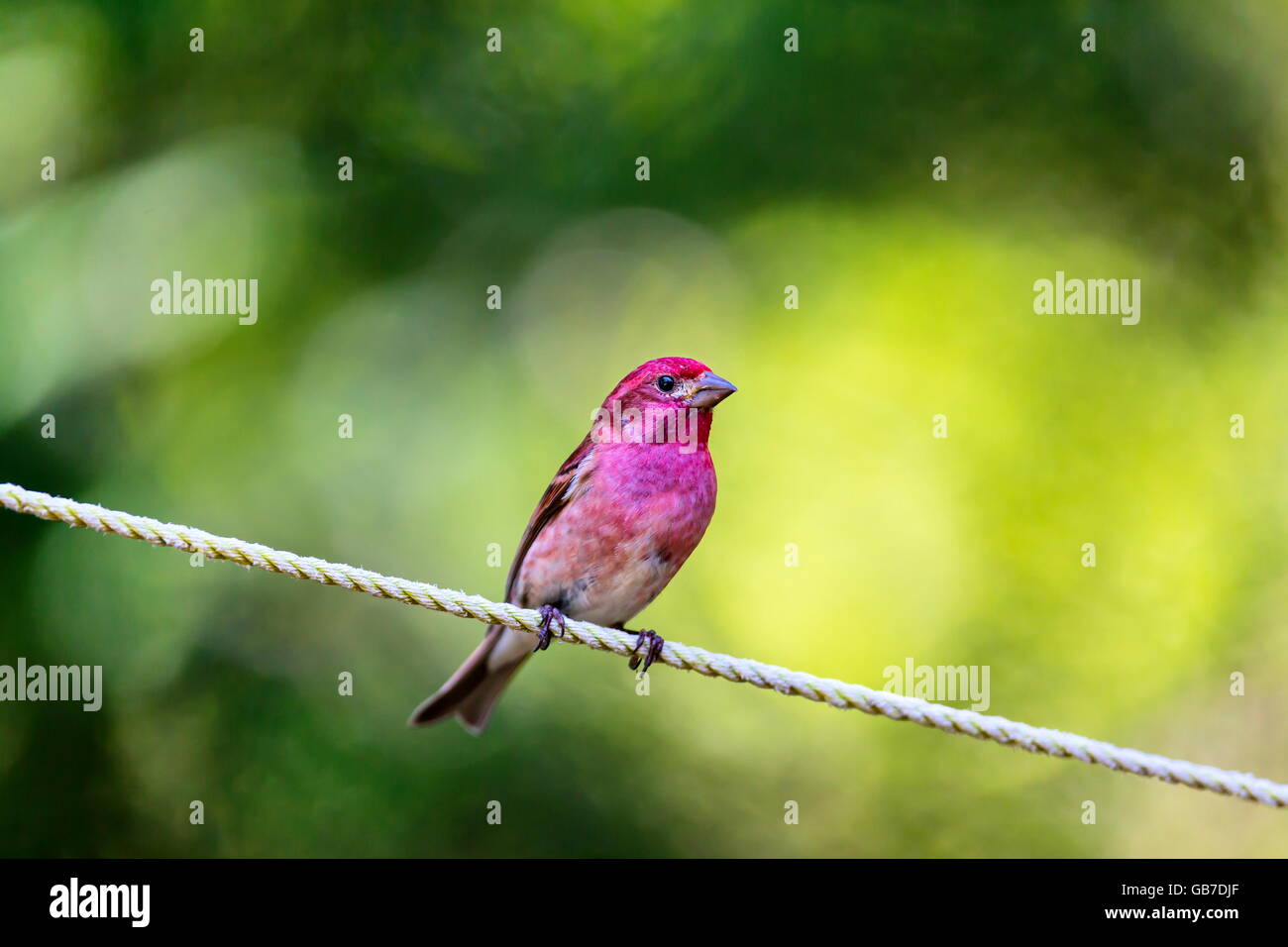 Le Roselin pourpré est l'oiseau qui a été a décrit comme un moineau trempé dans du jus de framboise. Banque D'Images