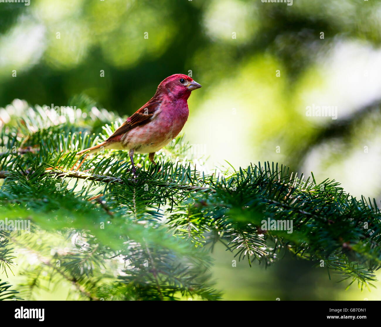 Le Roselin pourpré est l'oiseau qui a été a décrit comme un moineau trempé dans du jus de framboise. Banque D'Images