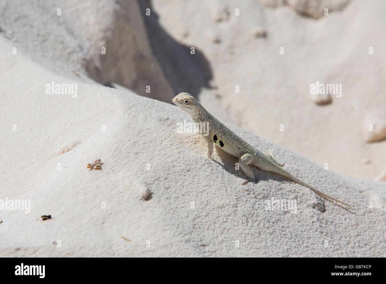 Earless lizard à White Sands National Monument Nouveau Mexique Banque D'Images