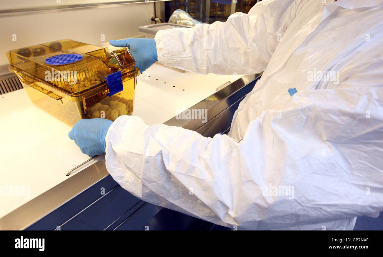 Un membre du personnel avec des souris dans une salle de souris dans le nouveau bâtiment des sciences biomédicales de l'Université d'Oxford. Banque D'Images