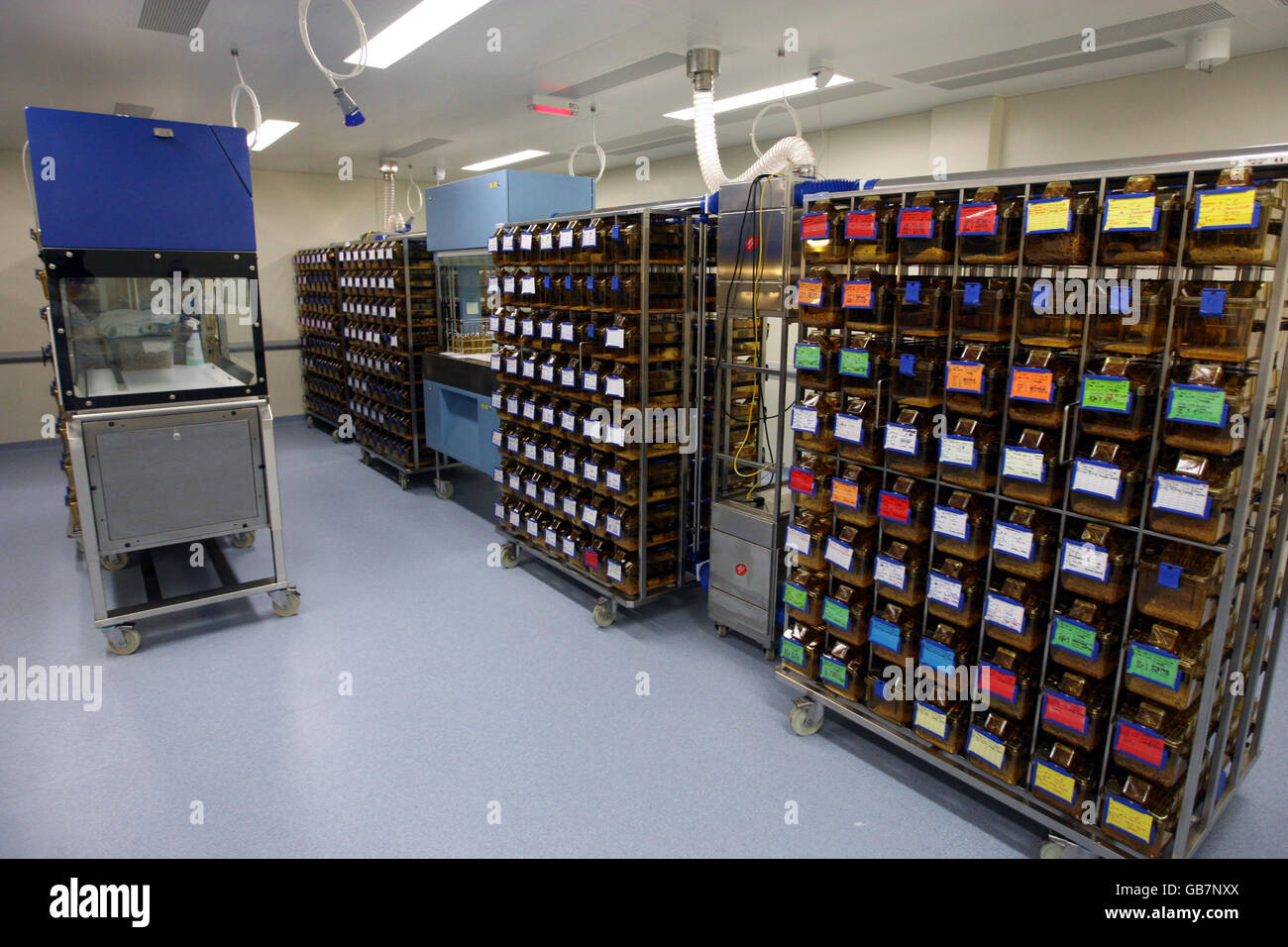 Une salle de souris dans le nouveau bâtiment des sciences biomédicales de l'Université d'Oxford. Banque D'Images
